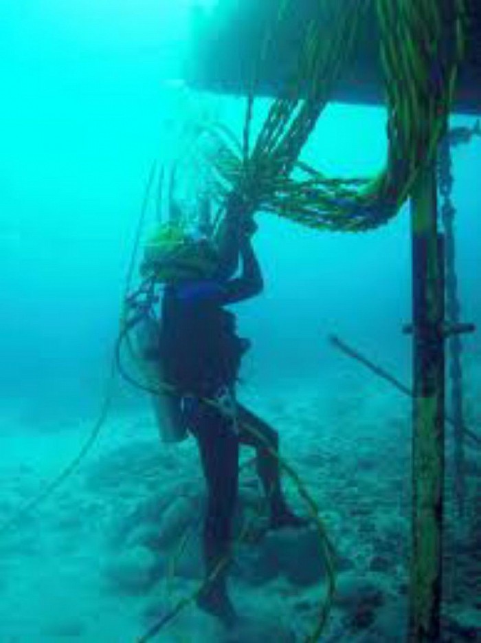 Diver
